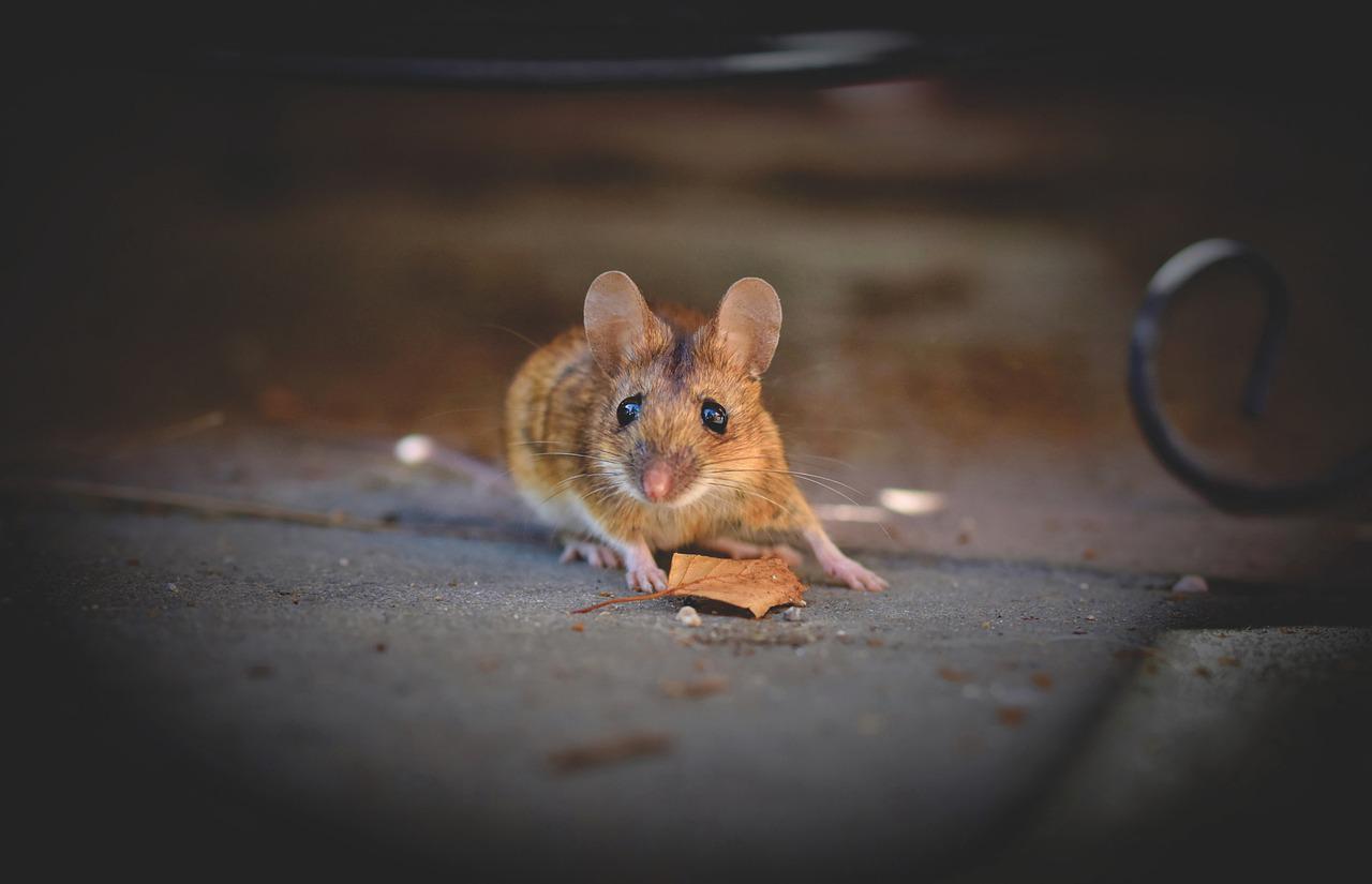 mice