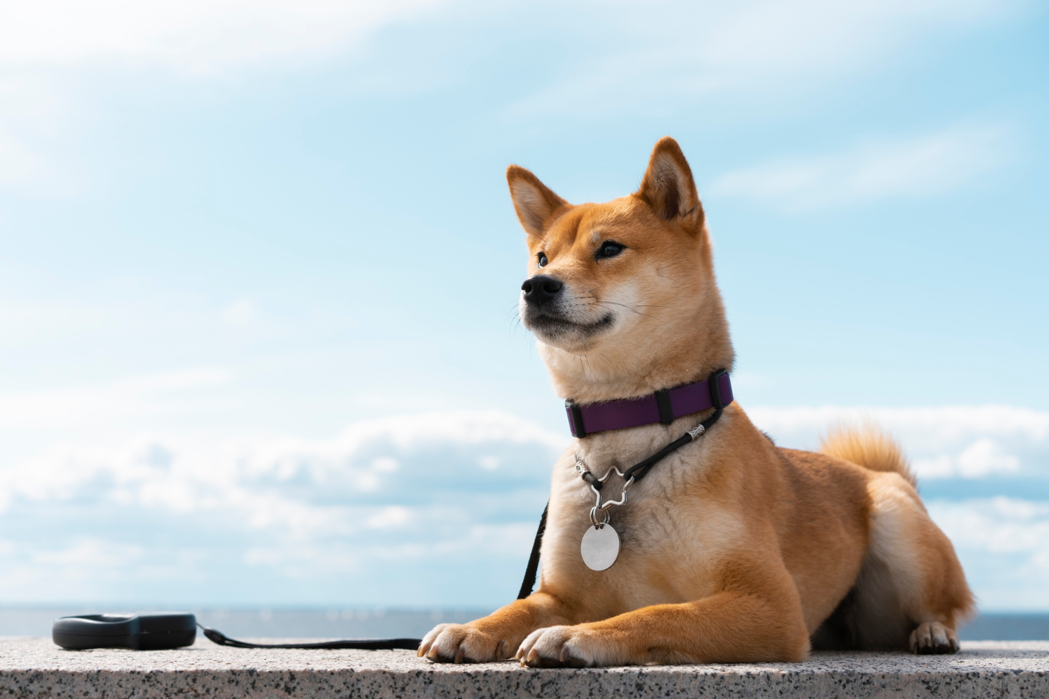 How Personalized Dog Tags Became Popular Accessories